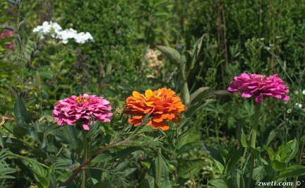 DSC 0846