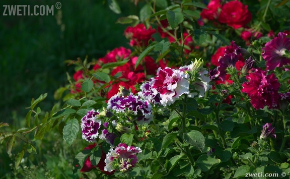 DSC 8605