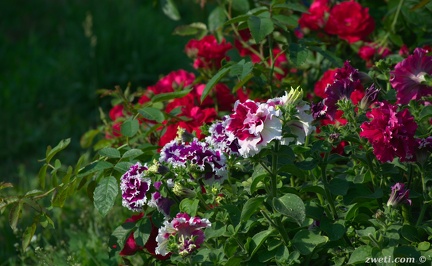 DSC 8605