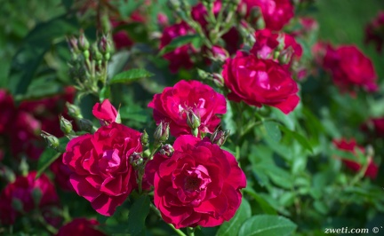 DSC 8610