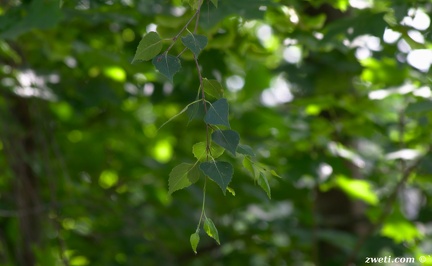 DSC 8578