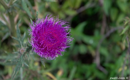 DSC 0990
