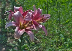 DSC 0861