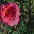 DSC 1151