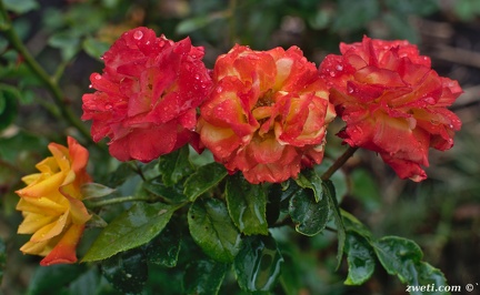 DSC 1127