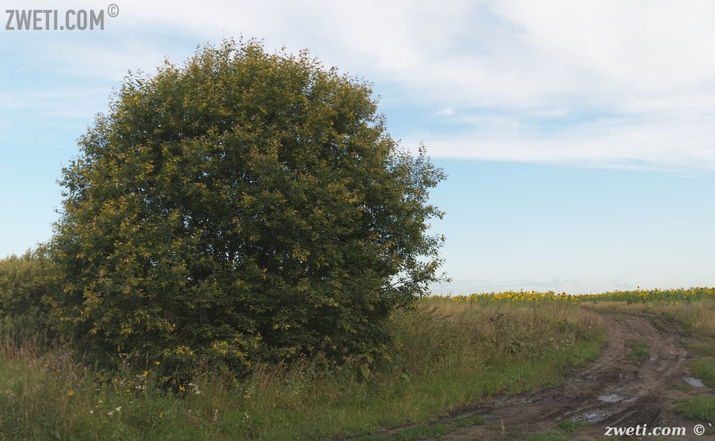 DSC 0987