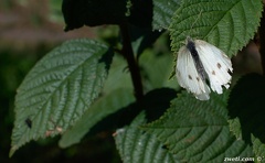 DSC 1561