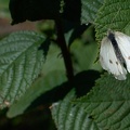 DSC 1561