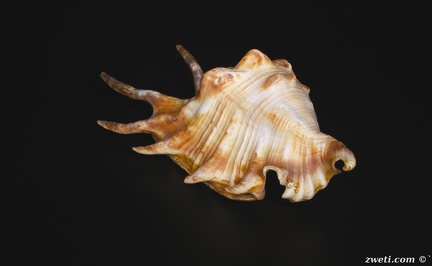 DSC 1955